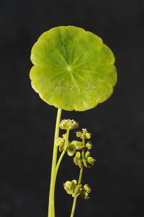 Hydrocotyle vulgaris L. | Plants of the World Online | Kew Science