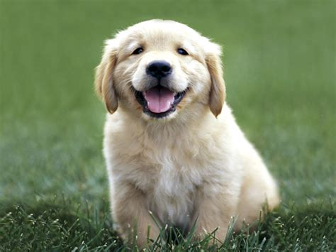 Cute Golden Retriever Puppies - Wallpaper, High Definition, High ...