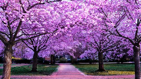 Download Relax and Enjoy the Cherry Blossom Anime Scenery Wallpaper ...