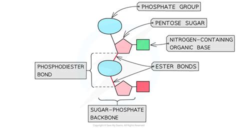 AQA A Level Biology复习笔记1.5.2 Nucleotide Structure & the Phosphodiester ...