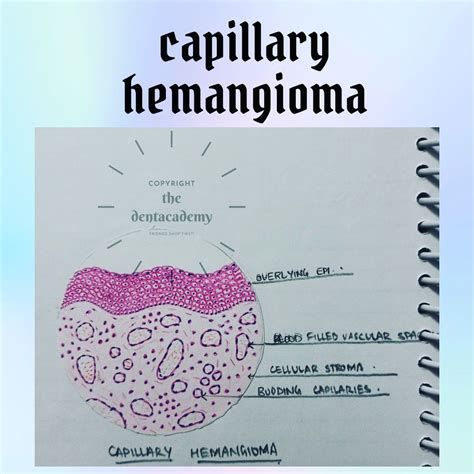 Pin on histology diagrams