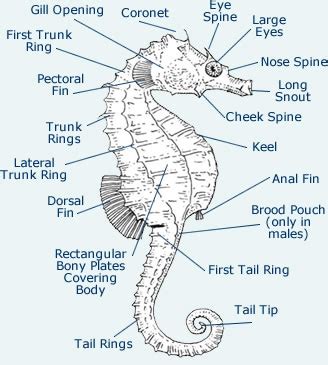 Seahorse Anatomy - Diagram & Images Of Body Composition