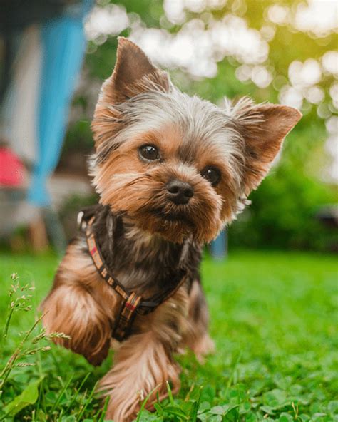 Smallest Dog in the World: 18 Pocket Sized Pooches