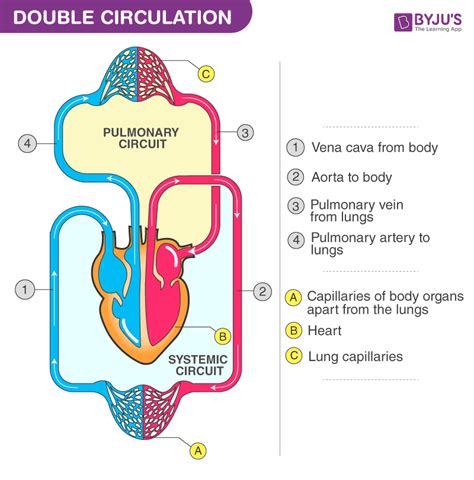 Double Circulation - Blood Circulation in Humans - BYJU'S