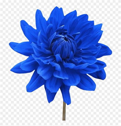 Download Png Single Flower Transparent Single Flower Png Images - Blue ...