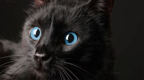 Top 75 Names for Black Cats with Blue Eyes ⬅️