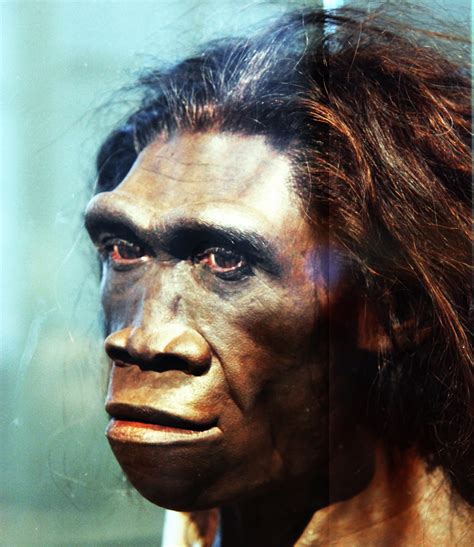 Reconstruction of Homo Erectus Adult Female Head (Illustration) - World ...