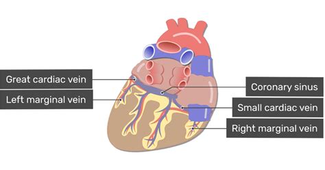 Coronary Blood Vessels Of The Heart Posterior View