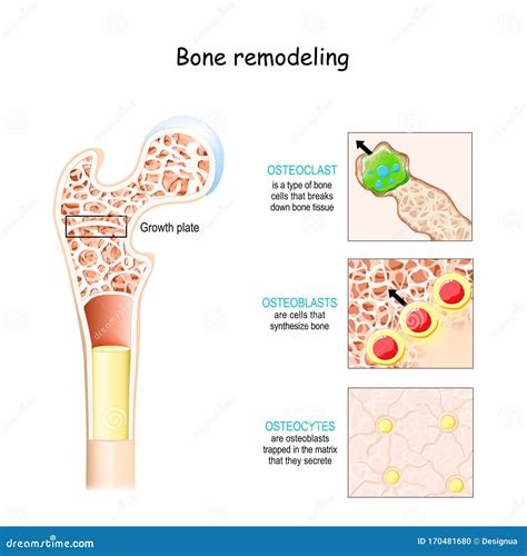 Diagram Of Osteocyte