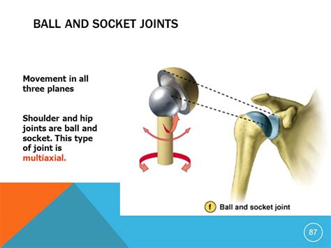 Ball And Joint Socket Joints In The Human Body