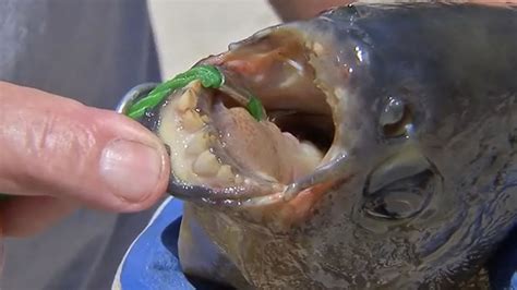 Pacu Fish Teeth