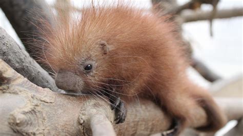 Spring 2016: New baby animals to find at zoos across the USA