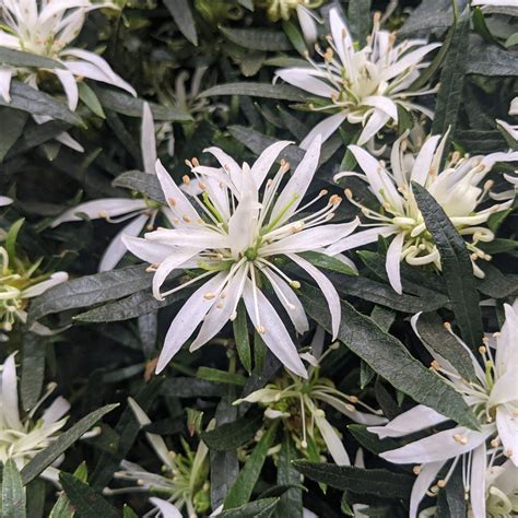 Evergreen Azalea 'Star Style' White - Evergreen Azaleas - Millais Nurseries