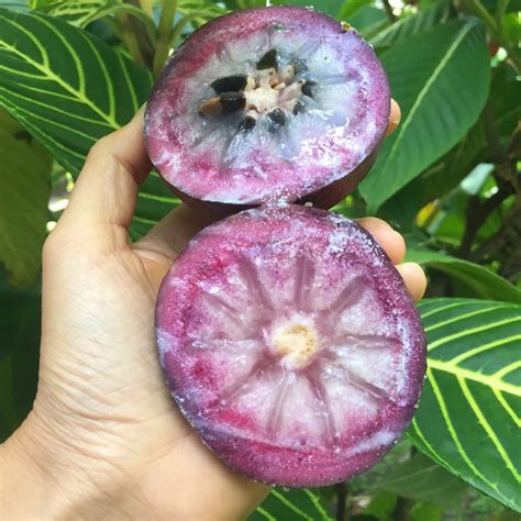 Exotic Tropical Fruits Seeds Mix 5 Each Variety USA SELLER . | Etsy