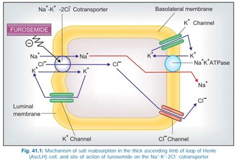 Furosemide Mechanism Of Action