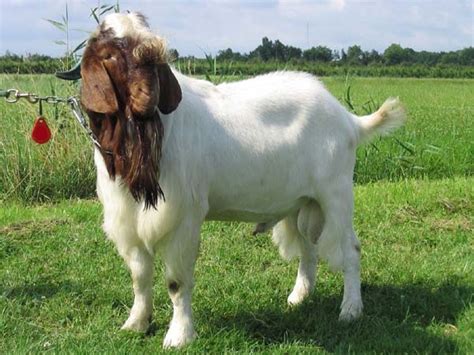 Boer goat - Wikipedia