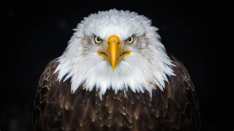 Bald Eagle close up 8K UHD photo - backiee