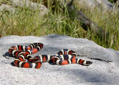 King Snake - Facts, Size, Diet, Pictures - All Animal Facts