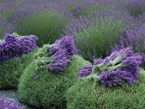 How To Harvest Lavender And 5 Ways To Use It