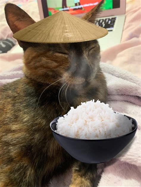 asian rice farmer cat : StevenHe