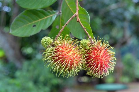 Rambutan Tree Photos | ThriftyFun