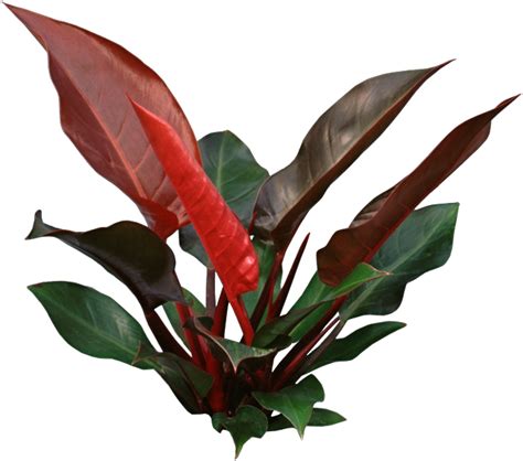 Imperial Red Philodendron - House Plant Care Tips | HousePlant411.com ...