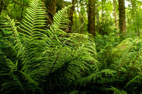 Native Ferns And How To Propagate Them, With Uli Lorimer A, 60% OFF