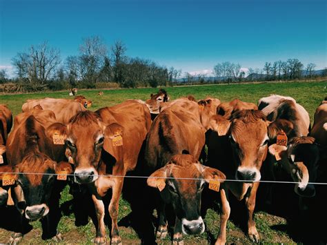 Jersey cows on at a local dairy farm | Jersey cow, Animals, Local dairy