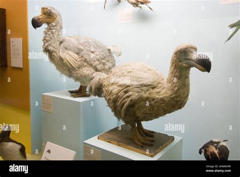 Extinct Dodo birds on display in the Natural History Museum London UK ...