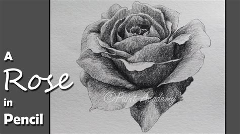 How To Shade A Flower With Pencil | Best Flower Site