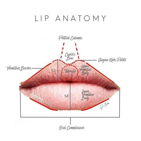 Lip Anatomy