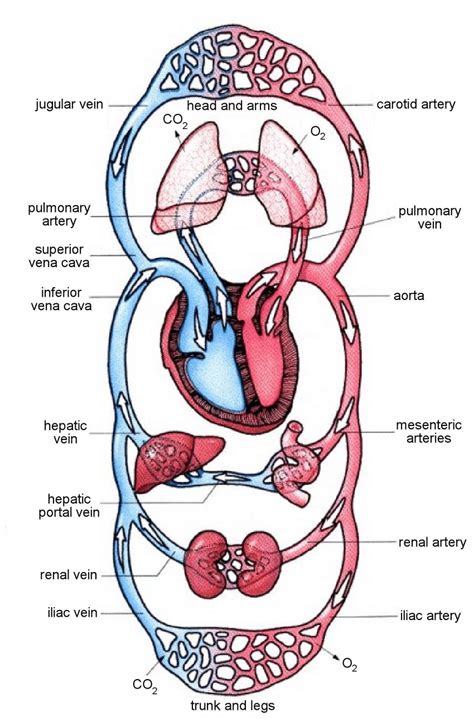 Circulatory System Labeled Heart