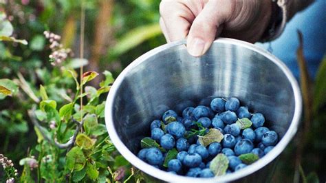 Benefits of bilberry and how to add them to the diet