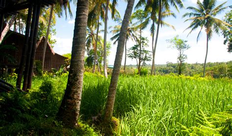 Bambu Indah till Arma och Ubud - Bali, Ubud - LimeWave