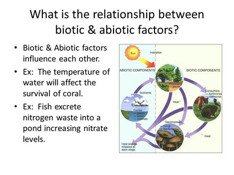 [DIAGRAM] Venn Diagram Of Biotic And Abiotic Factors Wiring Diagram ...