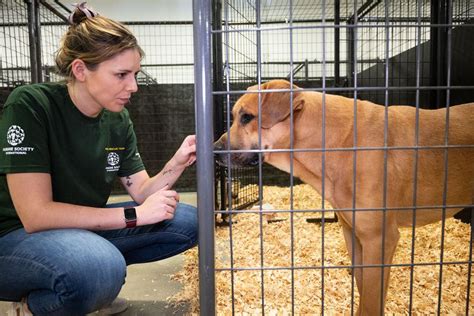 34 Dogs Rescued from Dog Meat Trade Are Looking for Homes in the U.S.