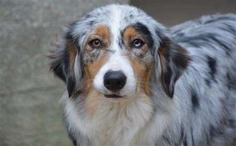 Great Pyrenees Australian Shepherd Mix Facts - Weary Panda