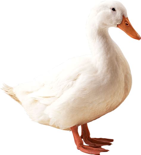 White Duck PNG Image - PurePNG | Free transparent CC0 PNG Image Library