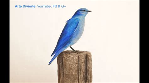 Cómo dibujar un pájaro azul con lápices de colores - El cuento del ...