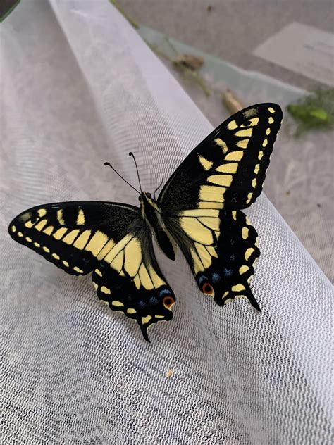 Anise Swallowtail Just Hatched : r/Butterflies