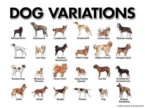 Different Types Of Dog Breeds, Which one you want to buy.. | Dog breeds ...