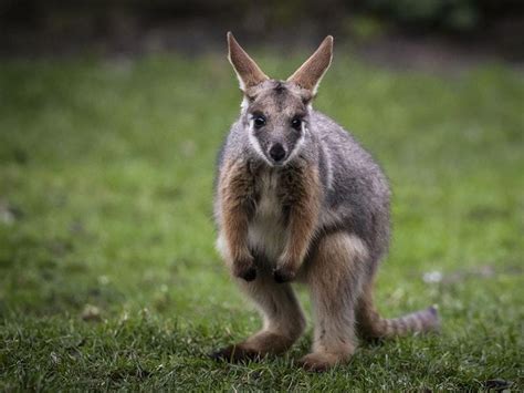 Baby wallaby seen out of mum’s pouch for first time at Yorkshire’s ...