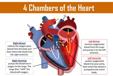 How many chambers does the heart have? What are they called? - Biology ...