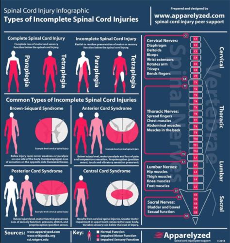 SpinalCordInjuryChart