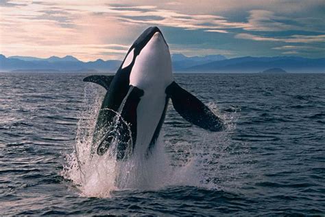 Orcas (Orcinus orca) | New Scientist