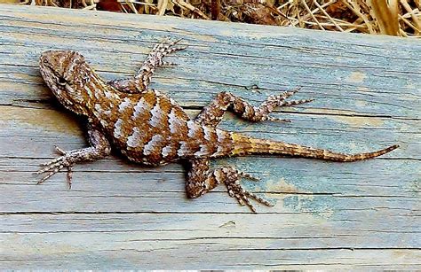 Eastern Fence Lizards love wood. Most lizards love crickets. Habitat ...