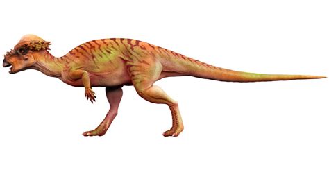 Pachycephalosaurus | Pachycephalosaurus Facts | DK Find Out