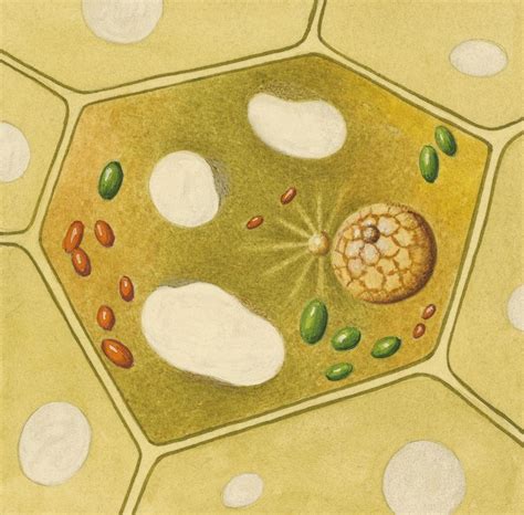 An Introduction to Vacuole Organelles