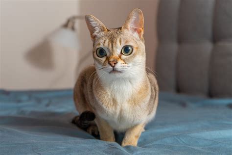 14 Small Cat Breeds — Best Family-Friendly Small Cats