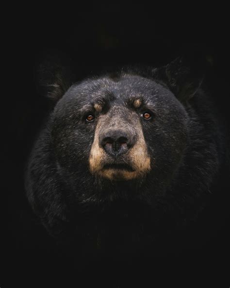 999+ Black Bear Pictures | Download Free Images on Unsplash